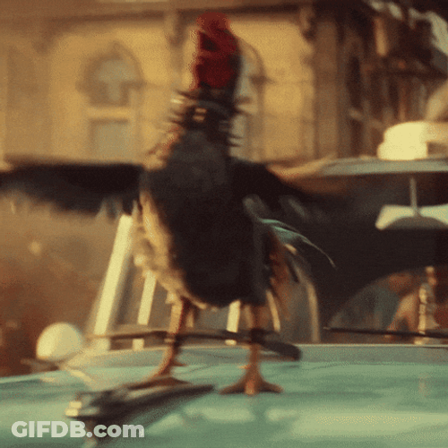 Rooster Crowing Top Of Car GIF