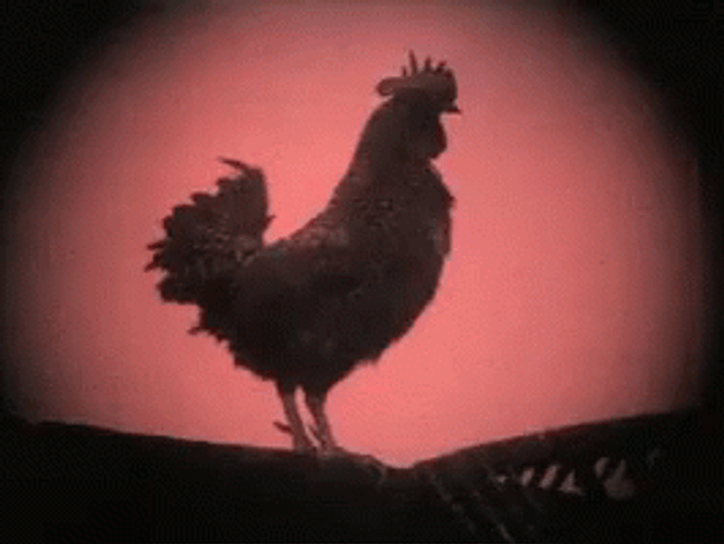 Rooster Crowing With All It's Might GIF