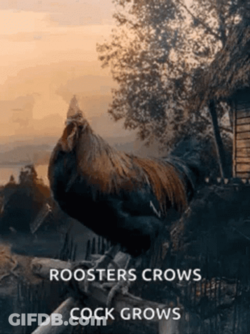 Rooster Crows Cock Grows In Fence GIF