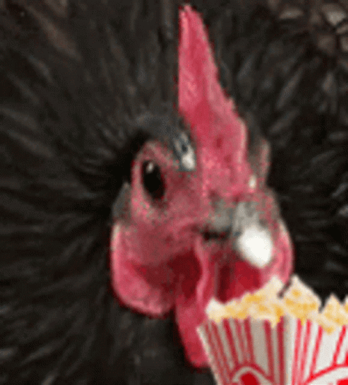 Rooster Eating Popcorn GIF