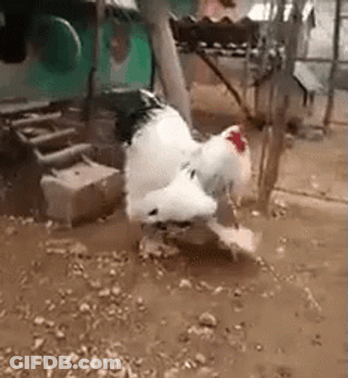 Rooster Giant Brahma Chicken GIF