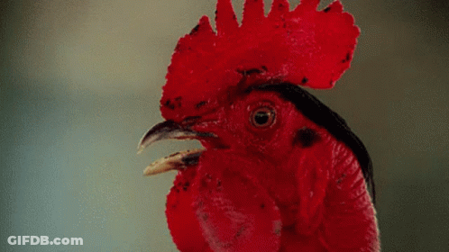 Rooster Head With Red Feathered Crest GIF