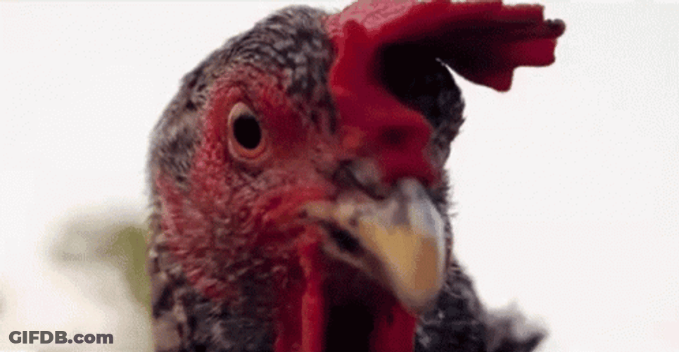 Rooster Intense Stare Close Up GIF