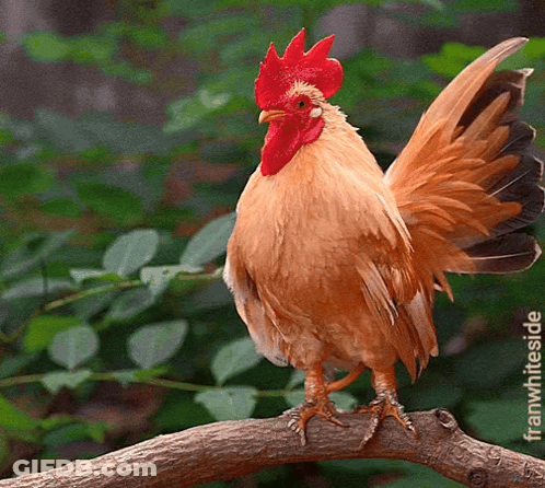 Rooster Perched On Tree Branch Green Background Frannieside GIF