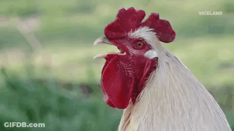 Rooster Saying Cock-A-Doodle Do Mother F # C % Ers Have A Good Day GIF