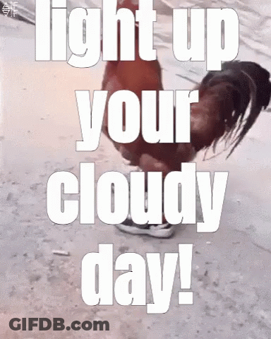 Rooster Saying Light Up Your Cloudy Day GIF