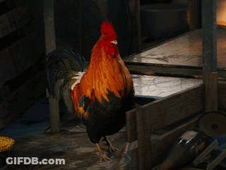 Rooster Spreading Wings In Dark Room GIF