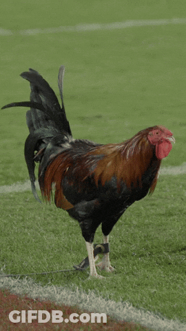 Rooster Standing On Hind Legs On Soccer Field GIF