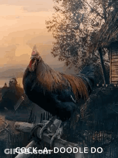 Rooster Standing On Wooden Fence Beside Tree GIF