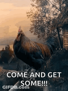 Rooster Standing On Wooden Fence Come And Get Some GIF