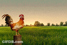 Rooster Standing On Wooden Post GIF