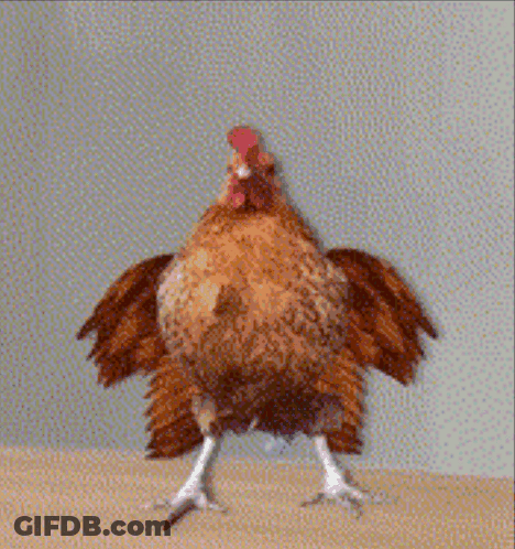 Rooster Standing With Wings Outstretched GIF