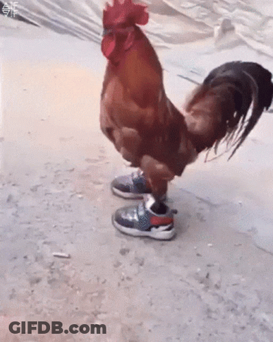 Rooster Wearing Shoes GIF
