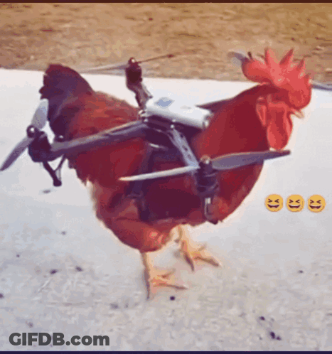 Rooster With Drone Attached To Back GIF