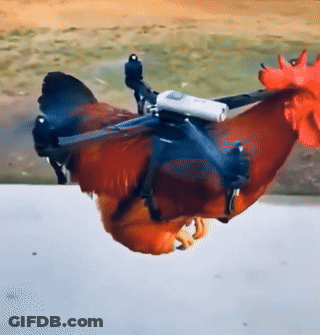 Rooster With Drone Attached To Back GIF
