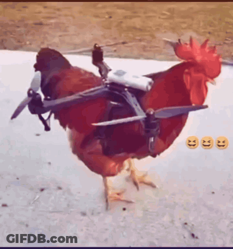 Rooster With Drone On Back GIF