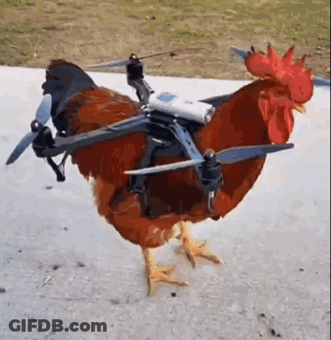 Rooster With Drone On Back GIF