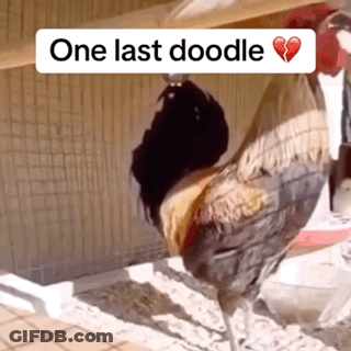 Rooster With One Last Doodle GIF