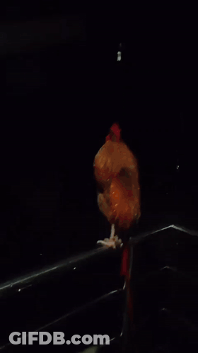 Rooster With Red Crest On Metal Railing GIF