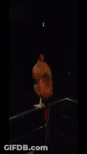 Rooster With Red Crest Standing On Railing In Dark GIF