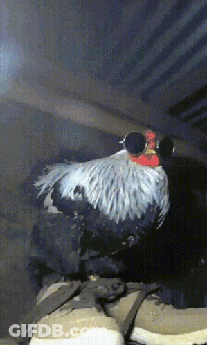 Rooster With Sunglasses On Shoes GIF