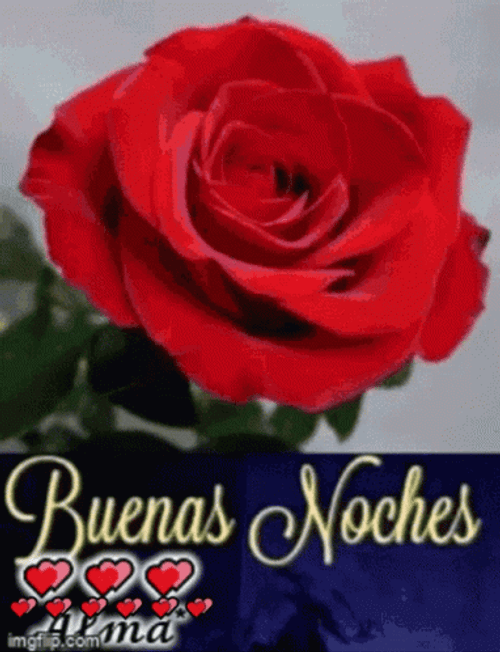 Rose Feliz Noche Buenas Noches GIF