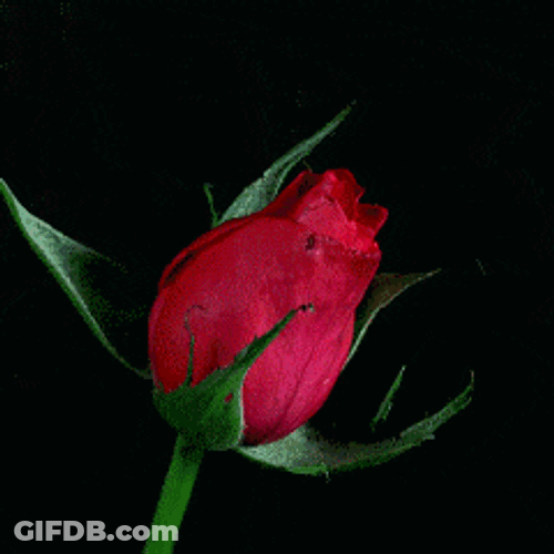 Rose Flower GIF