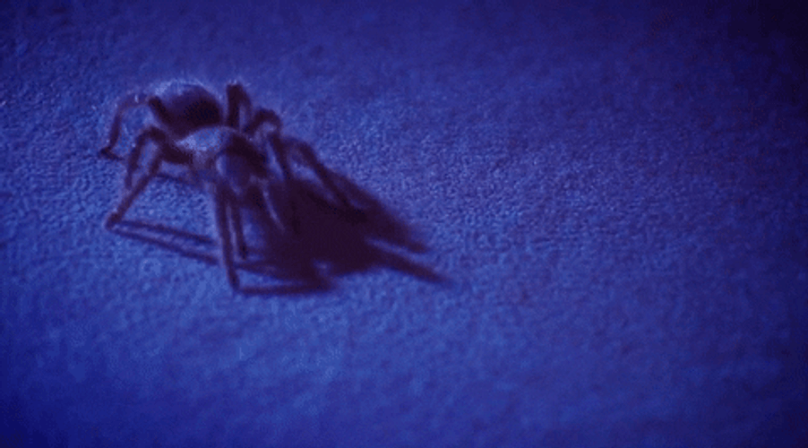 Rose Hair Tarantula Spider GIF