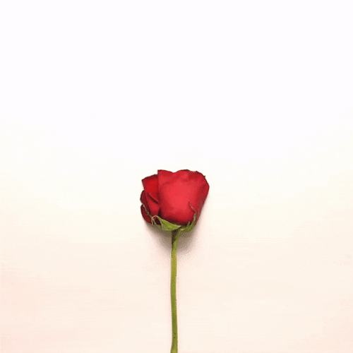 Rose Heart Petals Flower GIF