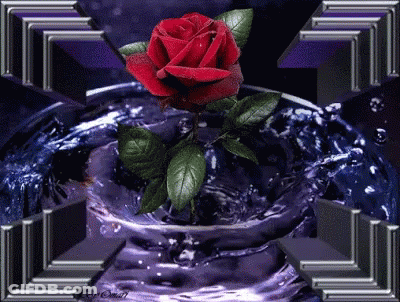 Rose Purple GIF