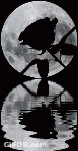 Rose Silhouette With Full Moon GIF