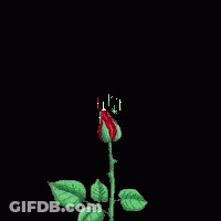 Rose Surrounded By Fireworks And Stars GIF