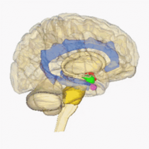 Rotating Big Brain Meme GIF