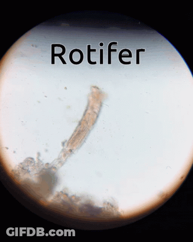 Rotifer Under Microscope GIF