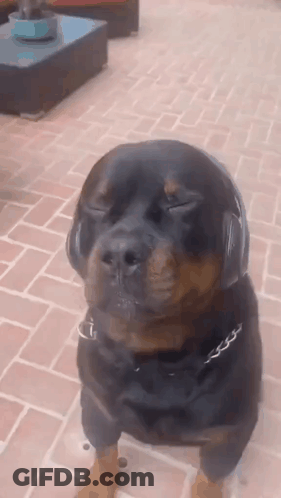 Rottweiler Dog Headphones Eyes Closed GIF