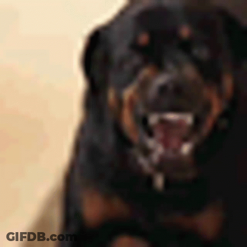 Rottweiler Dog Showing Teeth GIF