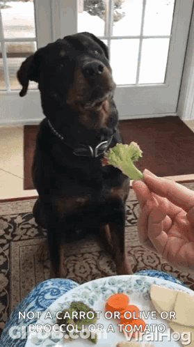 Rottweiler Eating Broccoli GIF