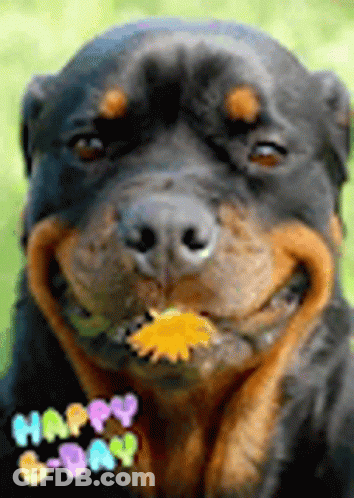 Rottweiler Holding Yellow Flower In Mouth GIF