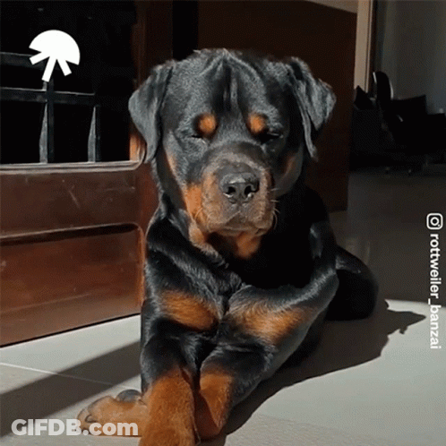 Rottweiler Laying By Door With Arrow Pointing Right GIF