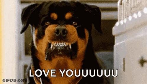 Rottweiler Looking At Camera Saying Love Youuuuu GIF