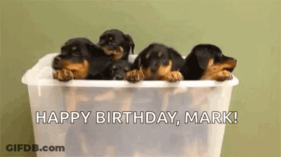 Rottweiler Puppies In Plastic Bin Happy Birthday Mark GIF