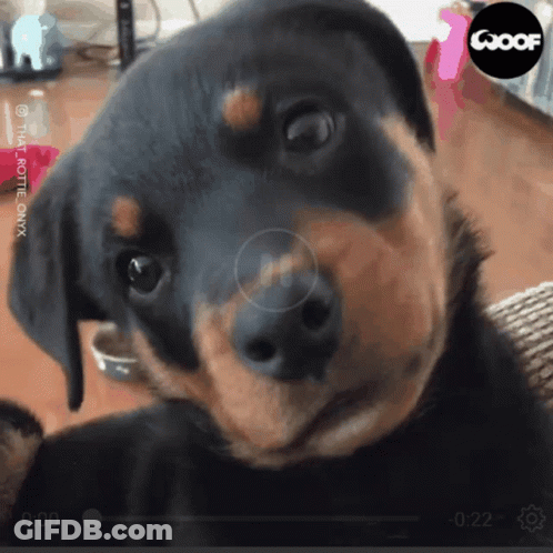 Rottweiler Puppy Video On Goof Website GIF