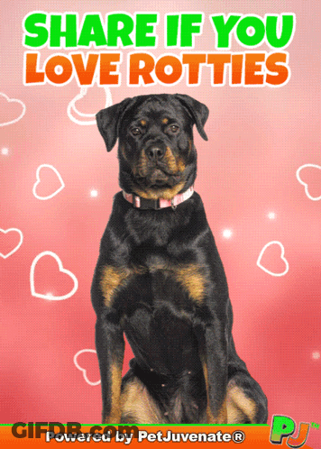 Rottweiler Share If You Love Rotties GIF