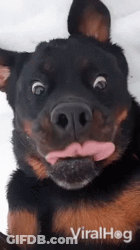 Rottweiler Sticking Tongue Out GIF