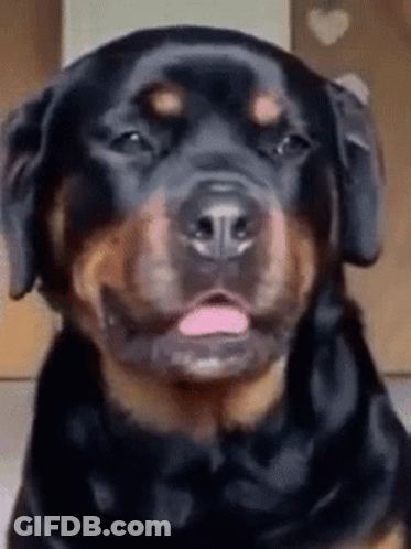 Rottweiler Tongue Out GIF