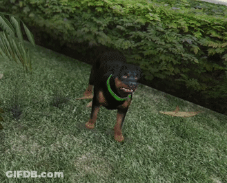 Rottweiler With Green Collar GIF