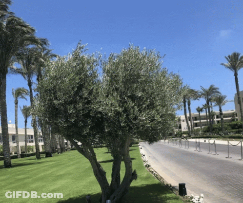 Row Of Palm Trees Along Road GIF