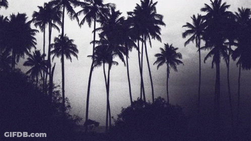 Row Of Palm Trees Silhouetted Against Dark Sky GIF