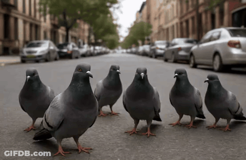 Row Of Pigeons On City Street GIF