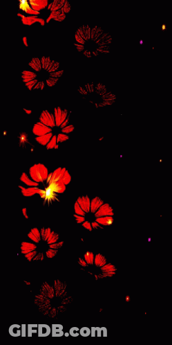 Row Of Red Flowers With Star On Black Background GIF